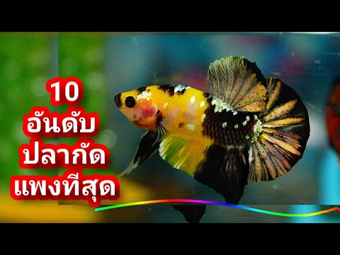 10-อันดับปลากัดราคาแพงที่สุดใน ไลฟ์เรียลลิตี้ ไลฟ์เรียลลิตี้