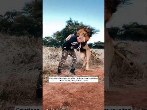 Emotional moments when animals are reunited with those who saved them #animalshorts #animals