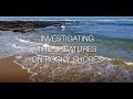 Rocky Shore Marine Life Concepts