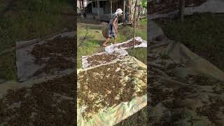 Abu  lagi nge jemur kakacangan #buah