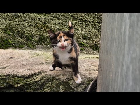 The Little Kitten is very Sad because he lost his Mother and is Crying all the Time.