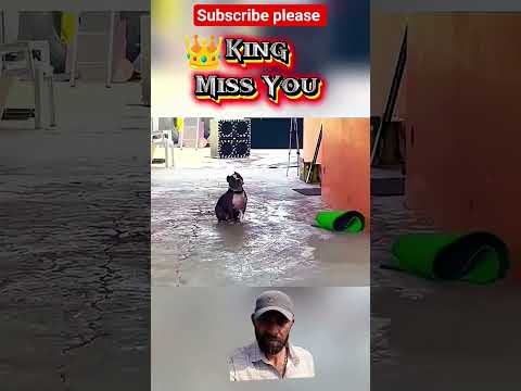 #nishudaswal 💔#king 👑#swaraj855 🚜#viralvideo #jagdishvekariya #likeandsubscribe