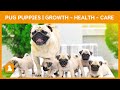 Pug Care and Characteristics