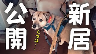 【緊急】犬猫と夜逃げのような引越し「真相」をお話します。