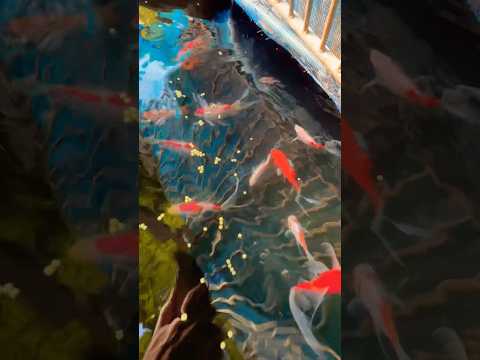 金魚の餌やり　Feeding Japanese Goldfish #金魚