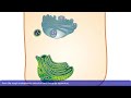 Vesicle Formation and Function in Cells
