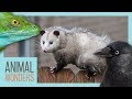 Exploring Bizarre Animal Adaptations
