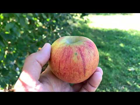 Rubinette Apple Tasting