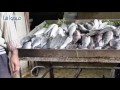 بالفيديو : تعرف علي أسعار الأسماك اليوم وفوائد السمك للصحة