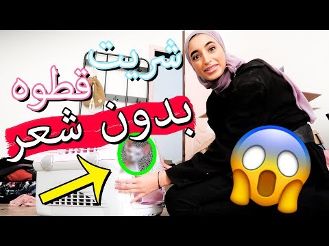 قررت أشتري قطوه بدون شعر 😱!! ( القط الفرعوني )