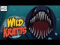 Marine Life Adaptations and Ecosystem Roles