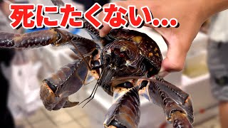 スーパーにいた世界一危険な生き物を飼育してみると…
