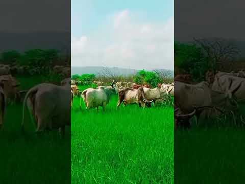 #sorts #cow #😍😍❤️❤️