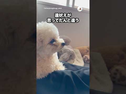 猫の動画サムネイル - 聞いたことない遠吠え｜PECO