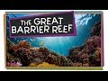 Coral Reefs and the Great Barrier Reef