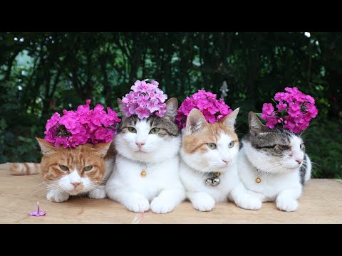 癒やしののせ猫と草夾竹桃のかわいい映像 サムネイル
