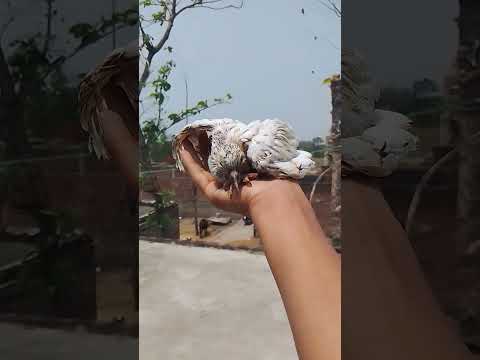 #pigeon #birds #kabutar #kabootar #scarborough 😮✔️‼️🕊️🦅🦅🦅🕊️🕊️✔️✔️‼️ #parrot