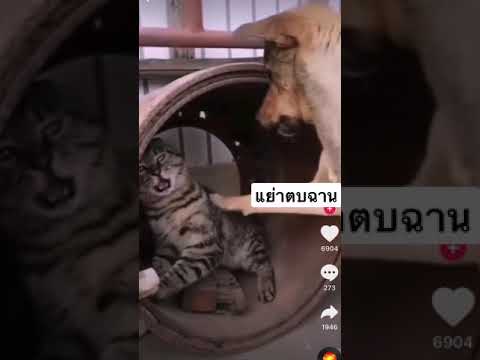 ทาสหมา & ทาสแมว