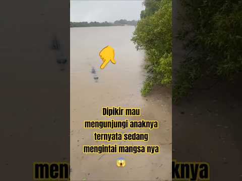Buaya besar sedang mengintai mangsa nya๐ฑ#crocodile #buayamuara #shortsvideo