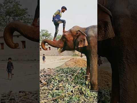 Please sporrt me 🙏👍  #elephant #animals #funny #shorts #youtubeshorts #love #sad #elephantattack 🐘🐘