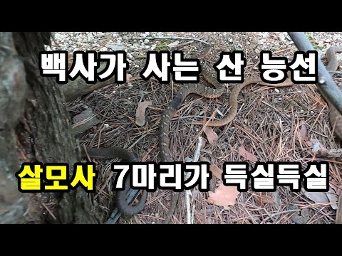 백사가 사는 산, 살모사 7마리가 득실득실한 산 #백사