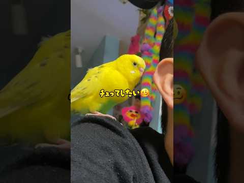 カッコ良過ぎる我が家のインコ