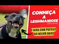 Leishmaniose e Doenças Relacionadas