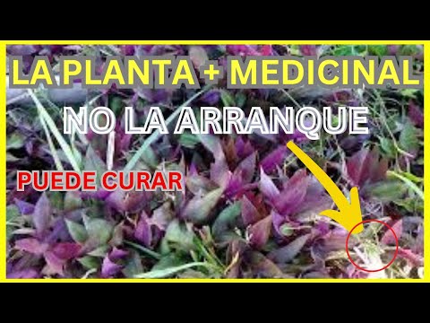 Esta PLANTA 🌱  no es una "MALEZA"... es MEDICINAL ¿Sabes Cuál Es??