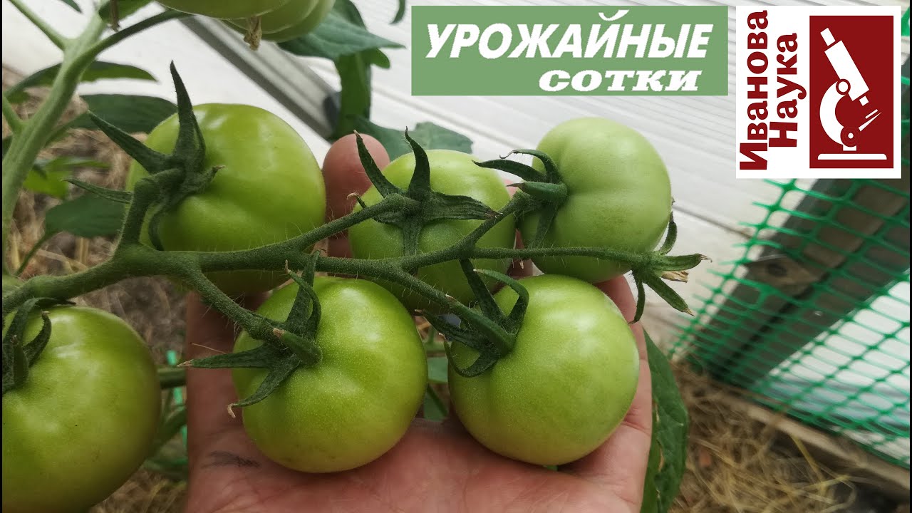 Нет завязей на томате? Как не совершить очень коварную ошибку и не снизить урожай?