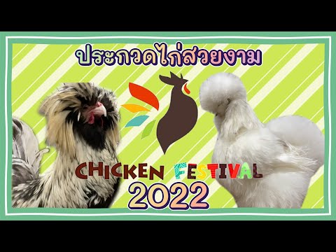 งานประกวดไก่สวยงาม-Chicken-Festival-2022 จ้องชาวไร่ งานประกวดไก่สวยงาม-Chicken-Festival-2022