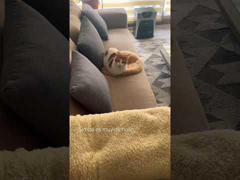 Simba pasando el frío al lado se la estufa y acostado en su peludito #catshorts