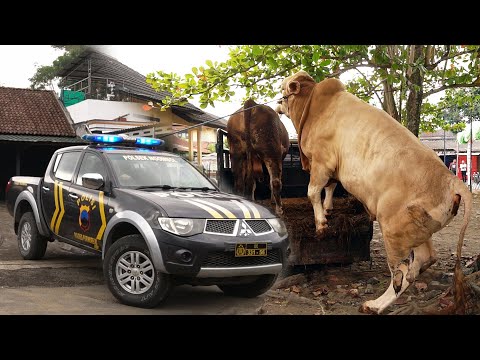 DIDAMPINGI POLISI !! KAWAL KETAT SAPI QURBAN JUMBO MILIK KAPOLRES