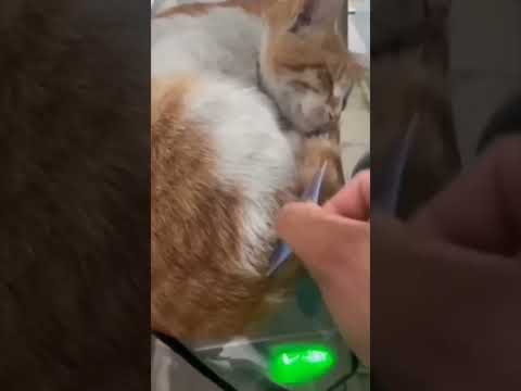 Security🤣 #trending #cat #viralvideo #funny #video #travel #animals #viralshort #viralshorts #vlog