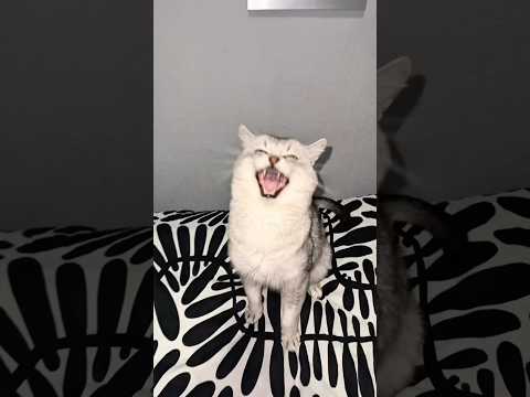 Me Gustas Tu ft. Barking Cat