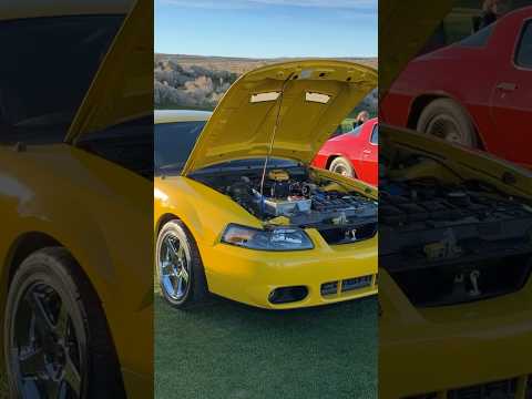Cobra at the car show