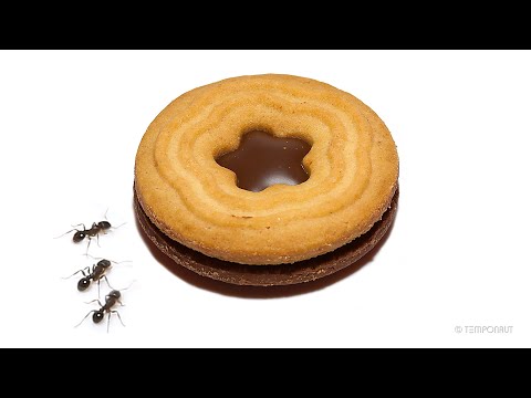 Ants vs Christmas Cookie Time Lapse