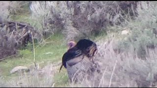 Tom Tuesday Giant After I Tagged Out