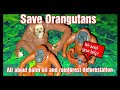 Orangutans and Their Habitat Concerns