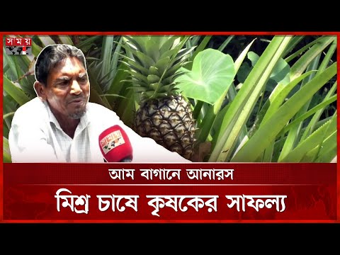 লবণাক্ত জমিতে আনারস চাষে বাজিমাত | Pineapple Cultivation | Patuakhali | Farmer's Success | Somoy TV