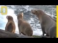 Australian Sea Lions and Marine Parks