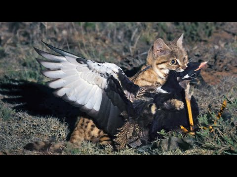 Её НЕВОЗМОЖНО увидеть! Черноногая Кошка – Самый Смертоносный ХИЩНИК саванны!