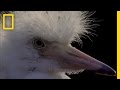 Survival Strategies in Egret Chicks