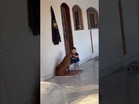 BEBÊ PIT BULL X LEONORA