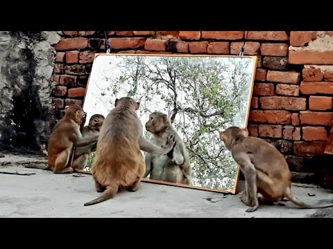 Big Size Mirror Vs Monkeys Reaction | Mirror Vs Monkey Part - 2 | Try to Not Laugh