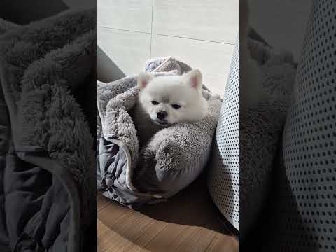 #shorts #포메라니안 #추천 #꿀잠 #구독#좋아요#추위타는 강쥐