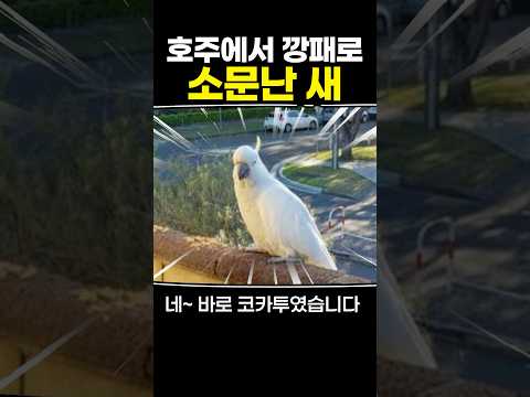 호주에서 깡패로 소문난 새