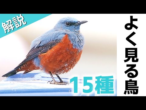 超入門！街でよく見る鳥15種【解説・鳴き声】
