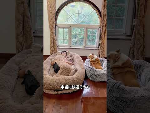 ワンちゃんと一緒に寝れるベッド