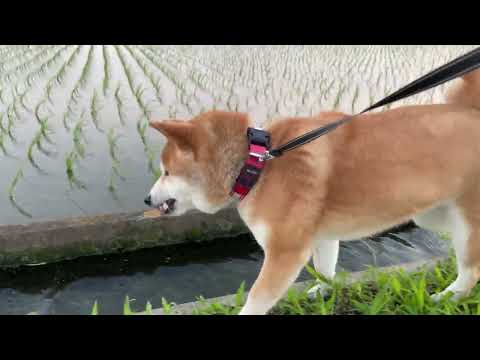 用水路のチェックをしながら草食べる柴犬