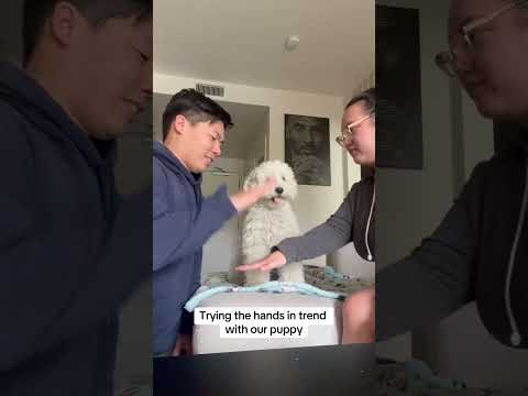 #funnydogs#cute#doglover#doglife#cure#dogshorts#pet#doglife#dogshorts